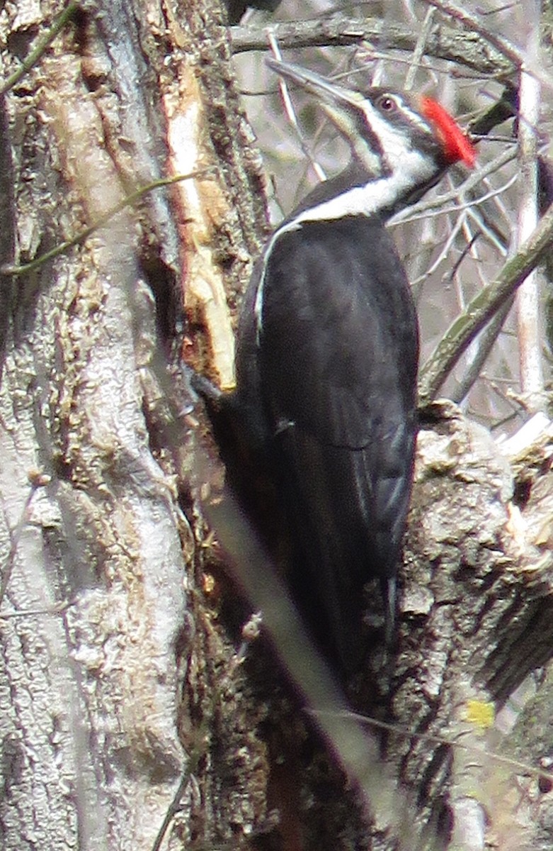 Pileated Woodpecker - William Marengo