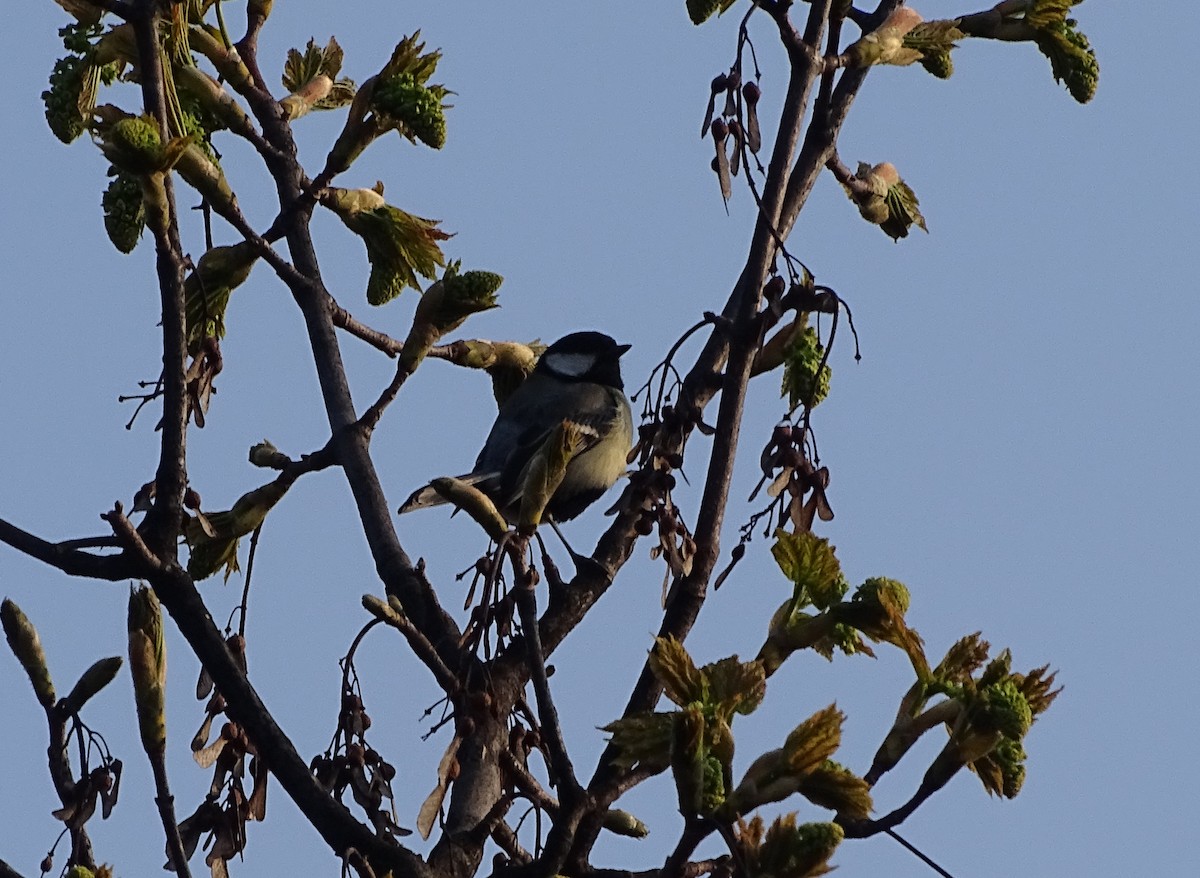Great Tit (Great) - A Emmerson