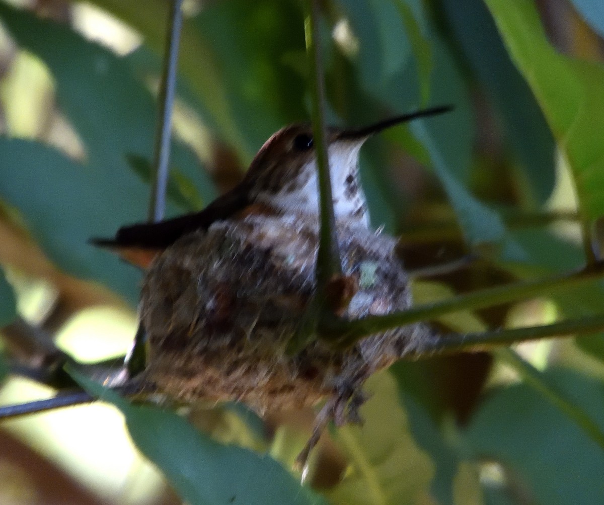 Allen's Hummingbird - Phil Swan