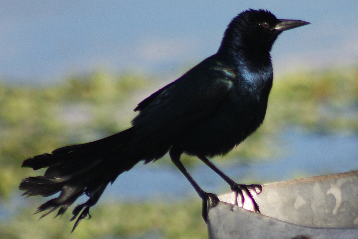 Boat-tailed Grackle - David Simpson
