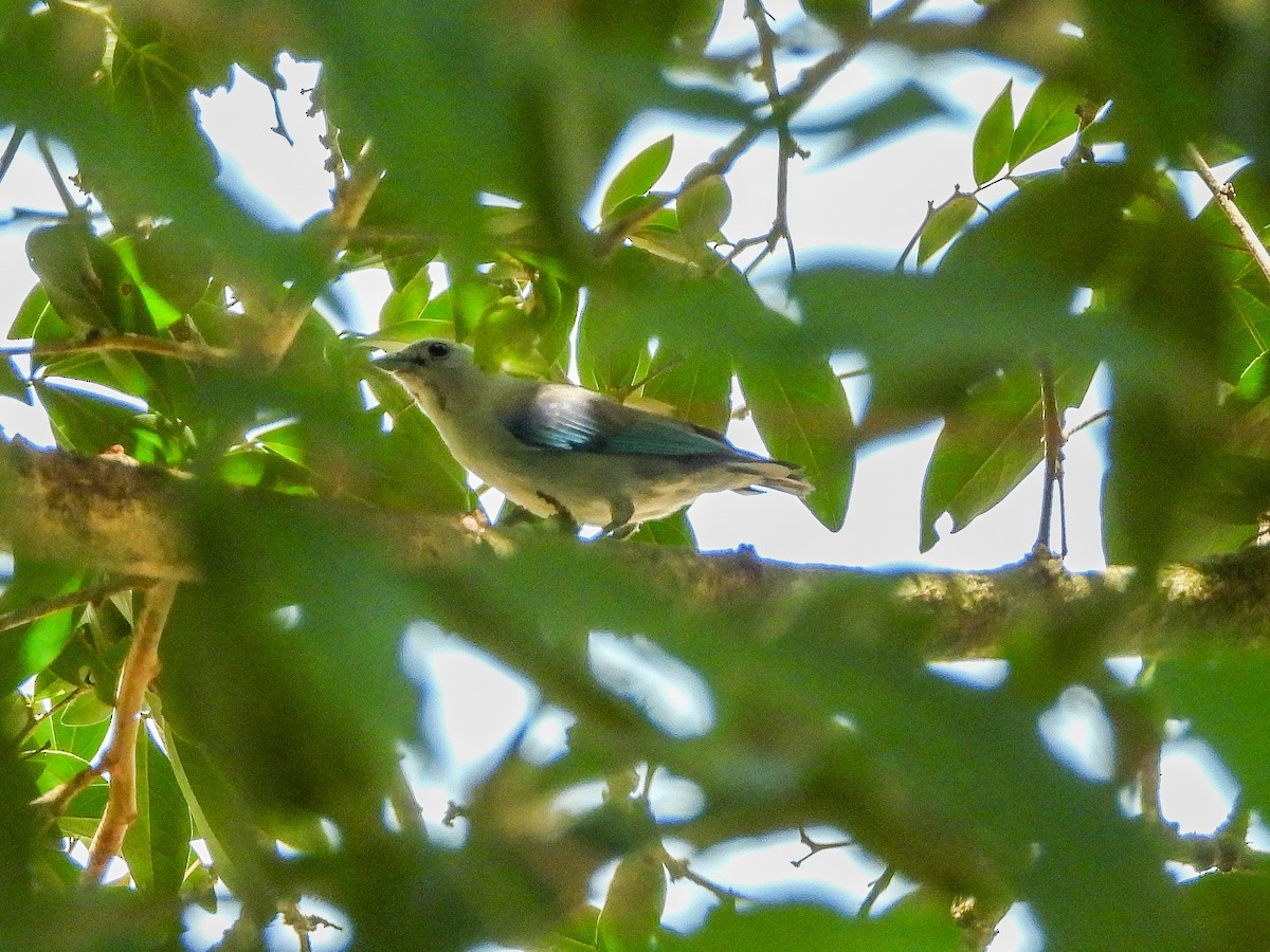 Blue-gray Tanager - ML151677281