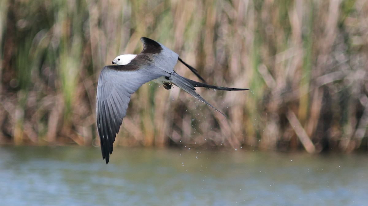 Swallow-tailed Kite - Vince Capp