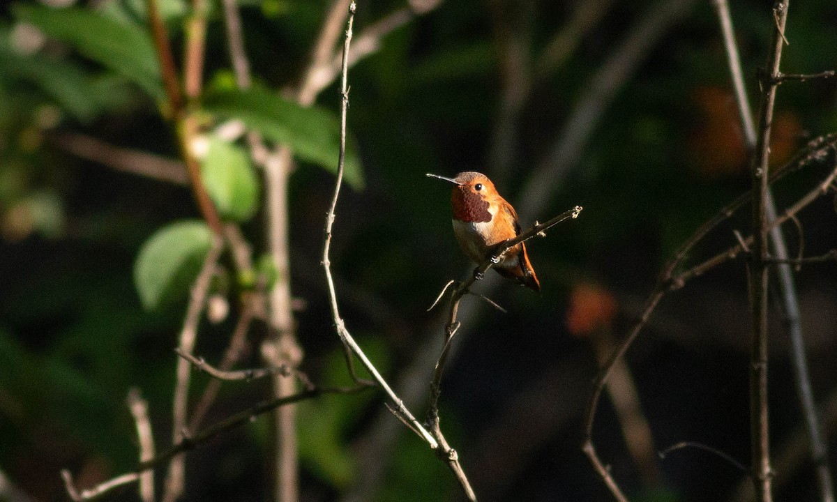 Rufous Hummingbird - ML151677871