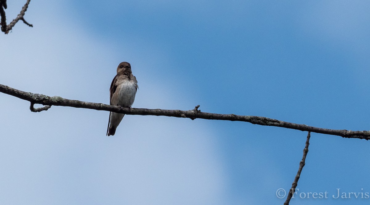 Northern Rough-winged Swallow - Forest Botial-Jarvis