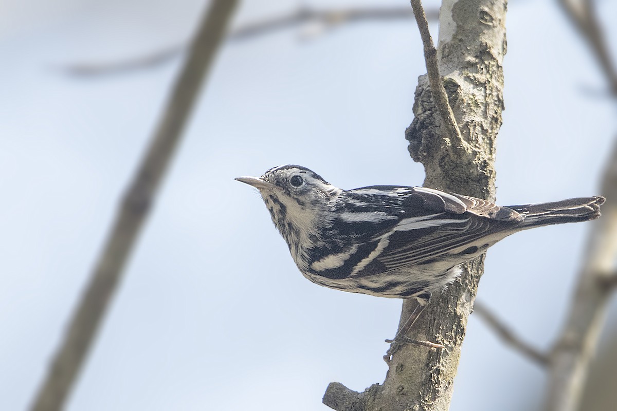 Black-and-white Warbler - ML151678291