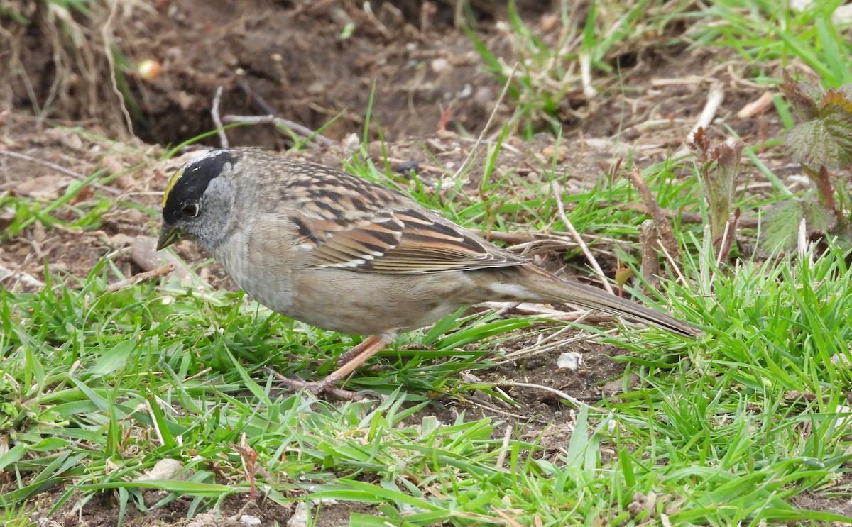 Golden-crowned Sparrow - Dale Floer
