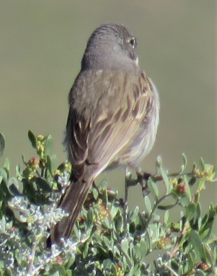 Sagebrush/Bell's Sparrow (Sage Sparrow) - ML151678491