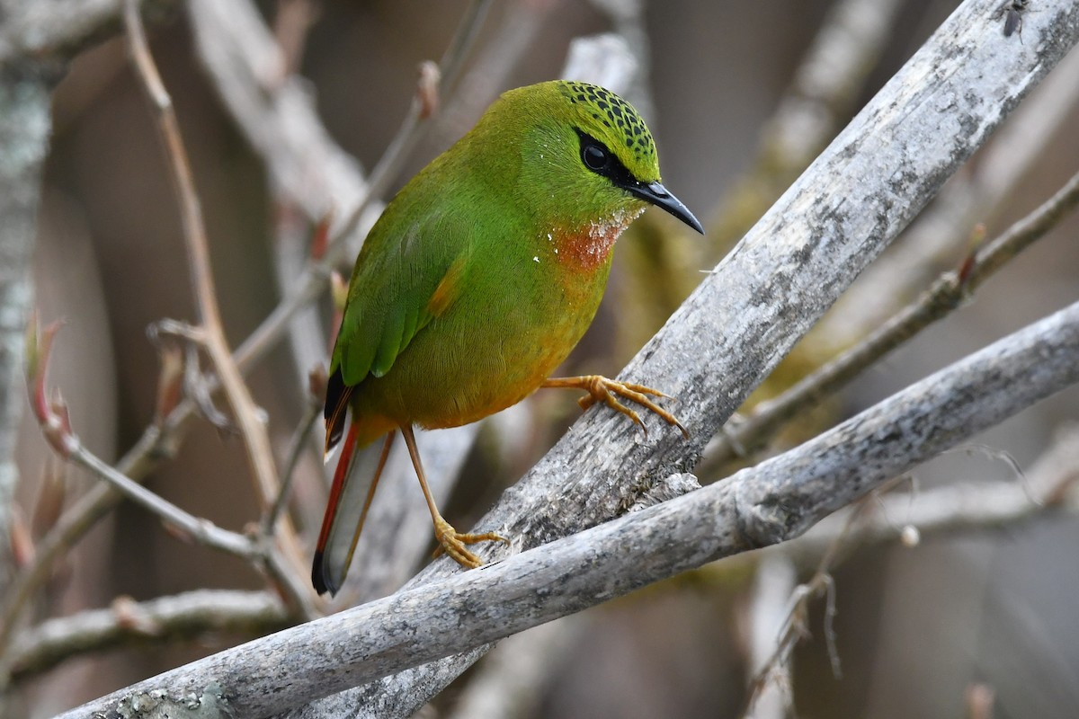 Fire-tailed Myzornis - ML151678621