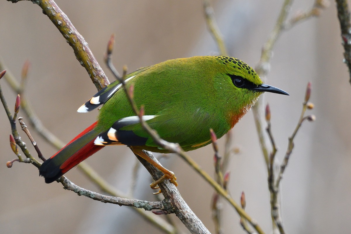 Fire-tailed Myzornis - ML151678691