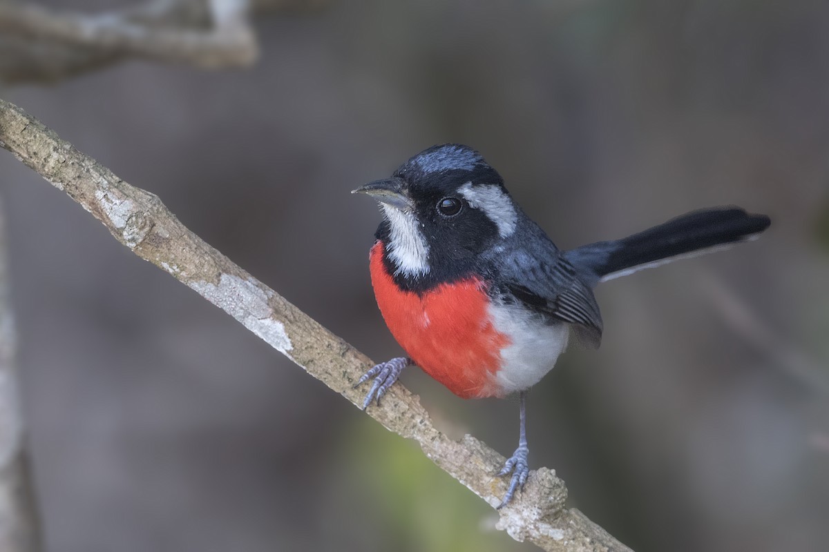 Red-breasted Chat - ML151678701