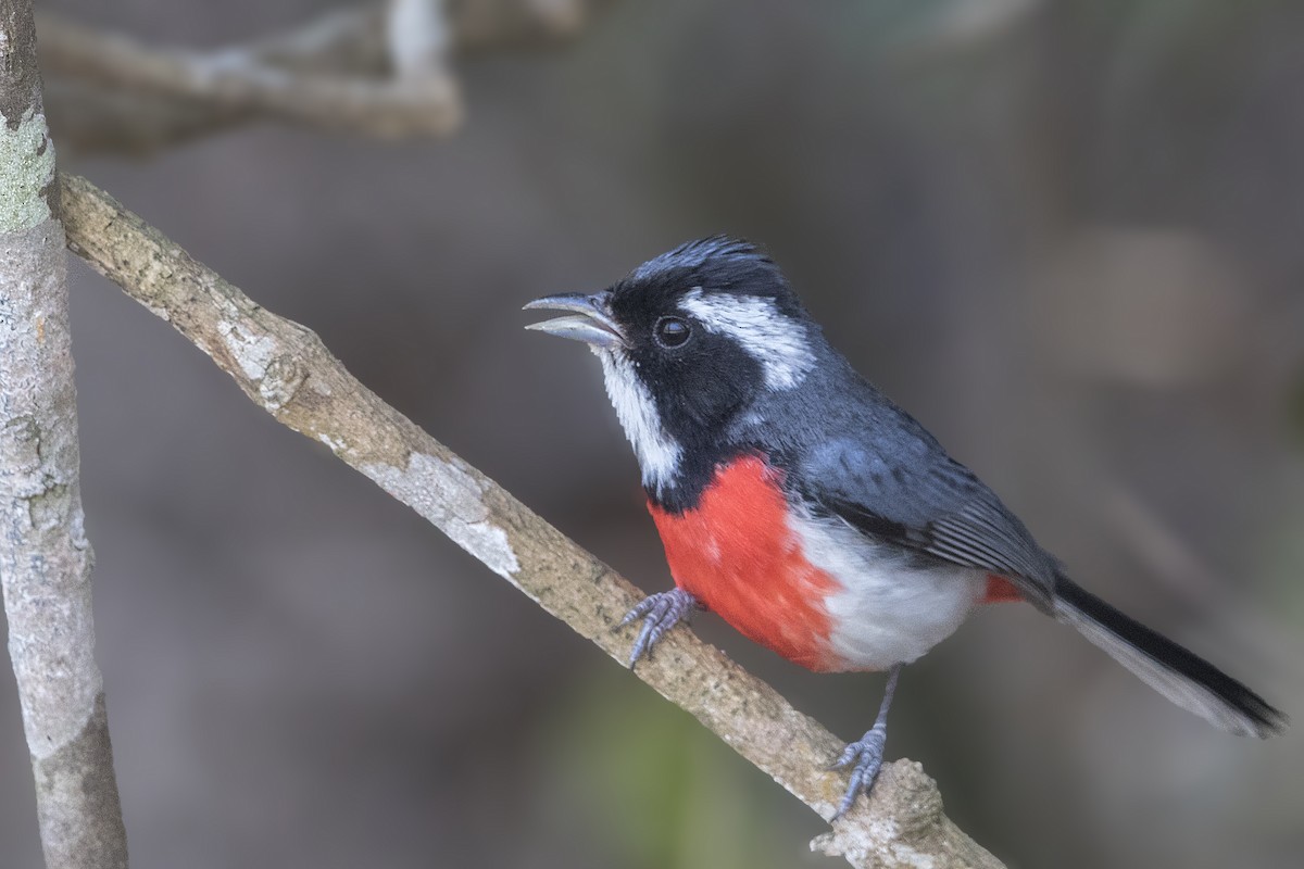 Red-breasted Chat - Bradley Hacker 🦜