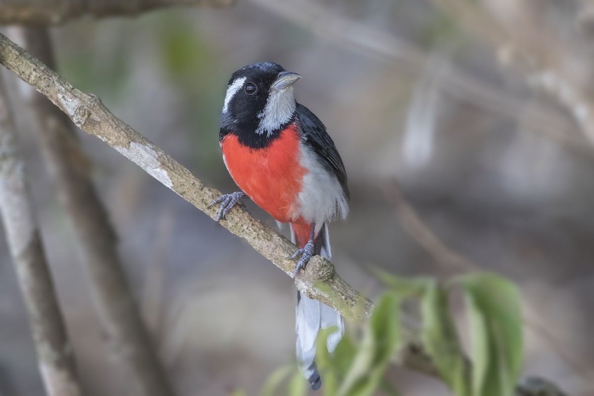 Red-breasted Chat - ML151678761