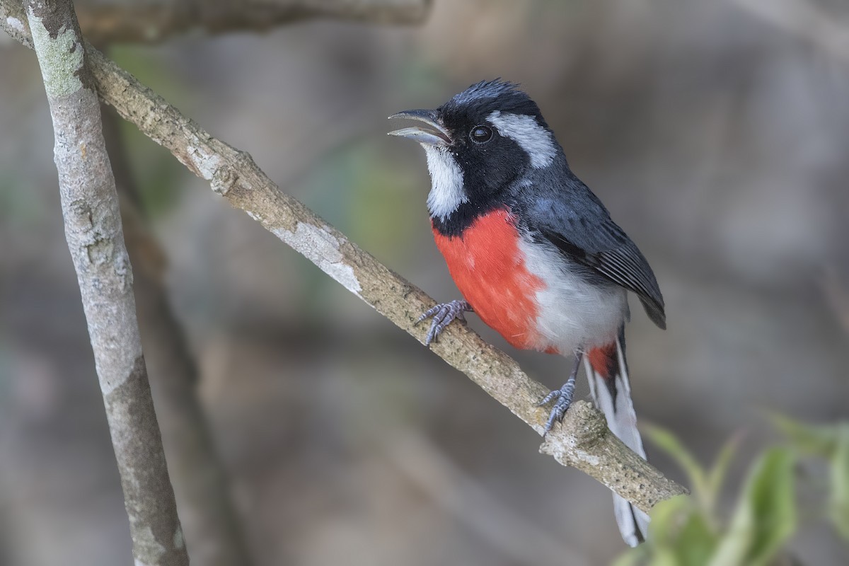 Red-breasted Chat - ML151678771