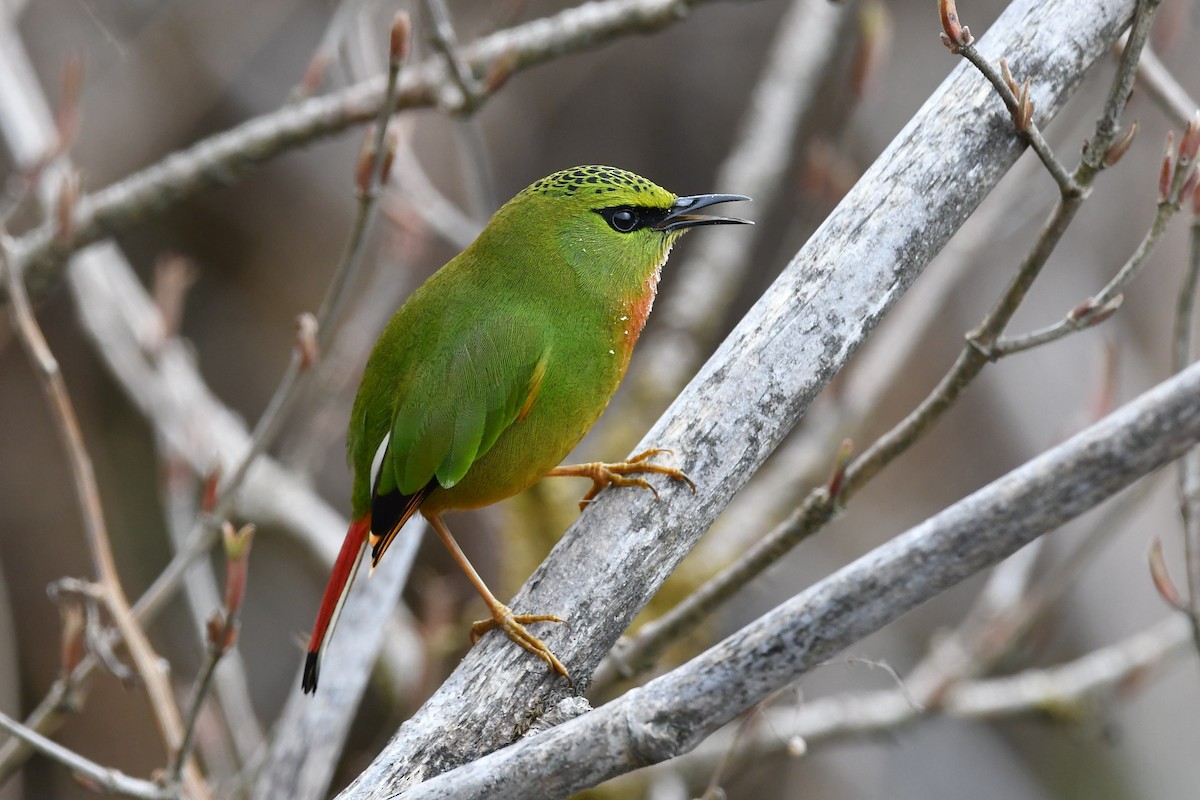 Fire-tailed Myzornis - ML151678781