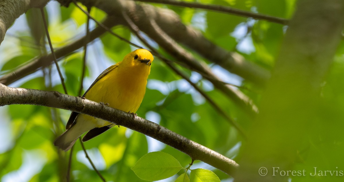 Prothonotary Warbler - Forest Botial-Jarvis