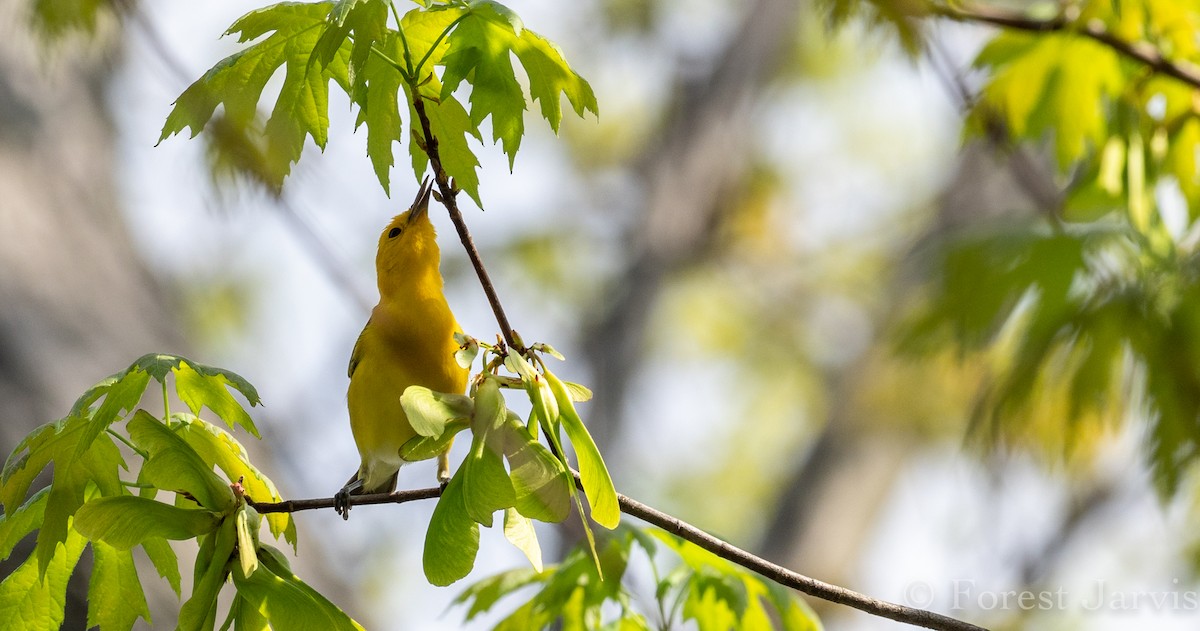 Prothonotary Warbler - Forest Botial-Jarvis