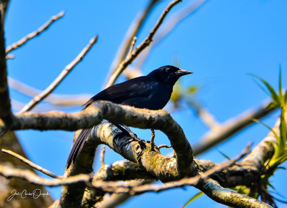 Melodious Blackbird - Carlos Quezada