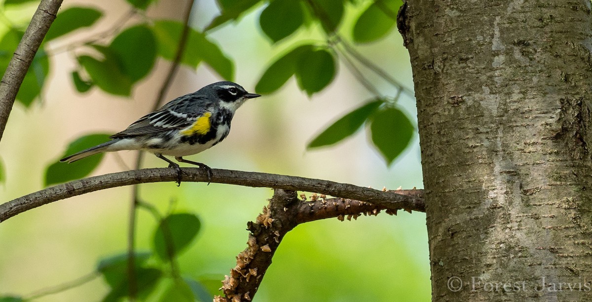 Yellow-rumped Warbler (Myrtle) - Forest Botial-Jarvis