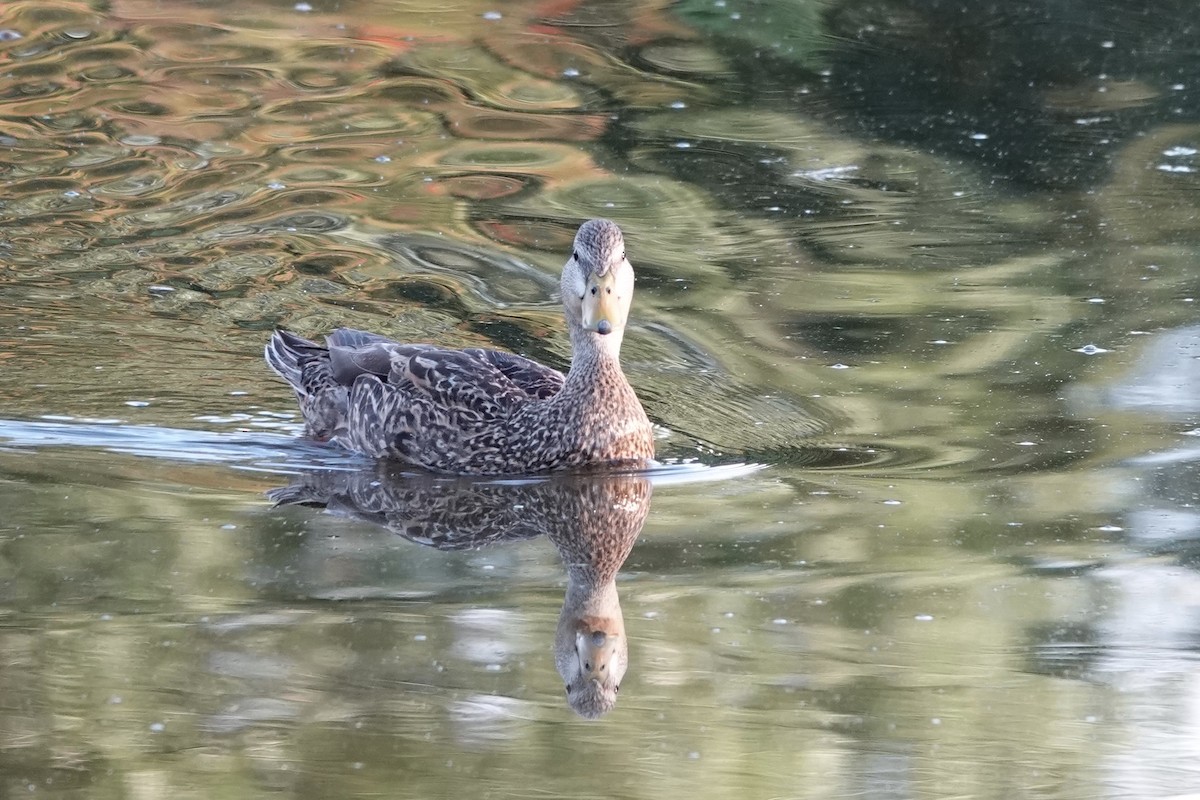 Mottled Duck (Florida) - Kathryn Young