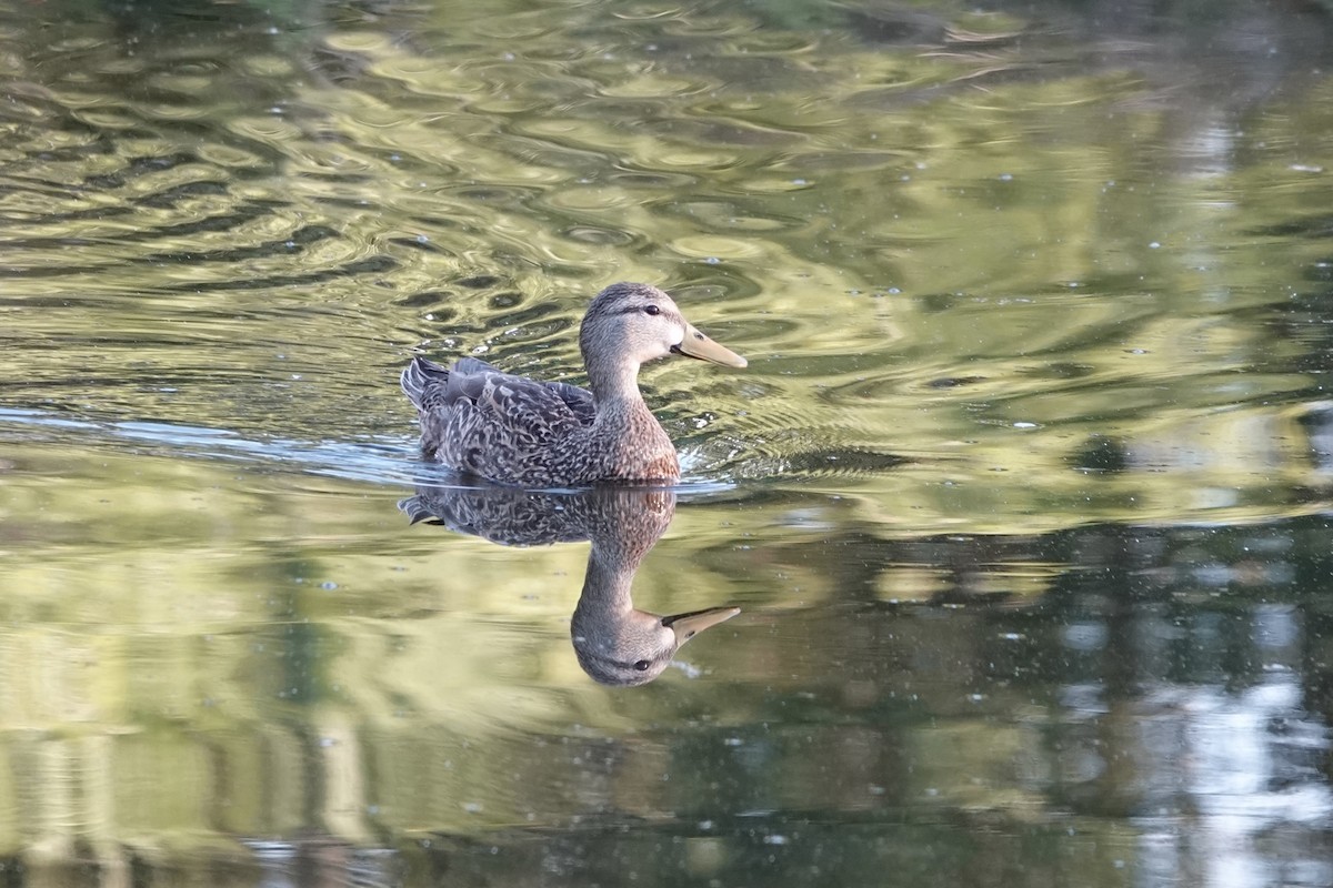 Mottled Duck (Florida) - Kathryn Young