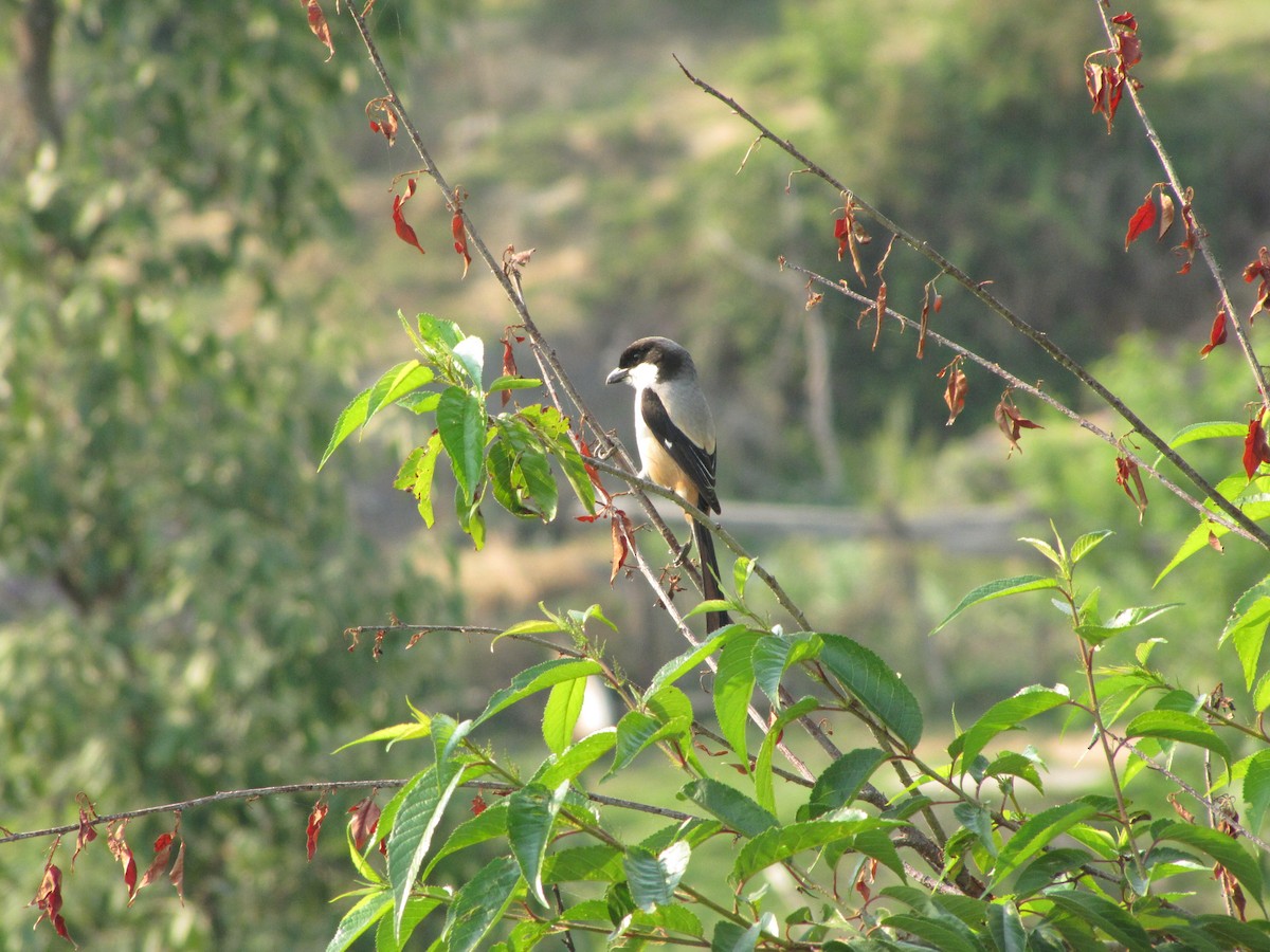 Long-tailed Shrike (tricolor/longicaudatus) - Sandeep Biswas