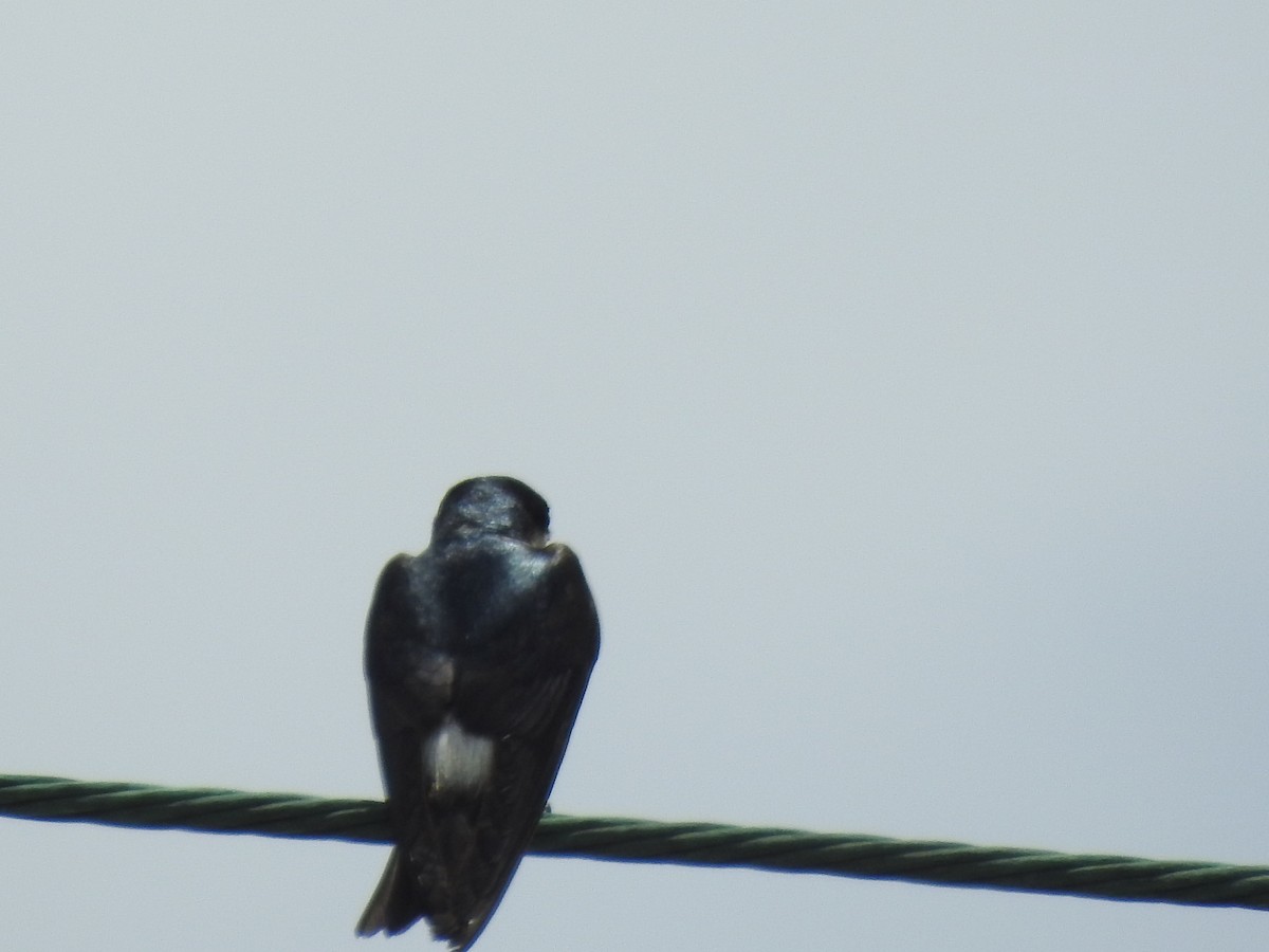 Mangrove Swallow - Keith Brink