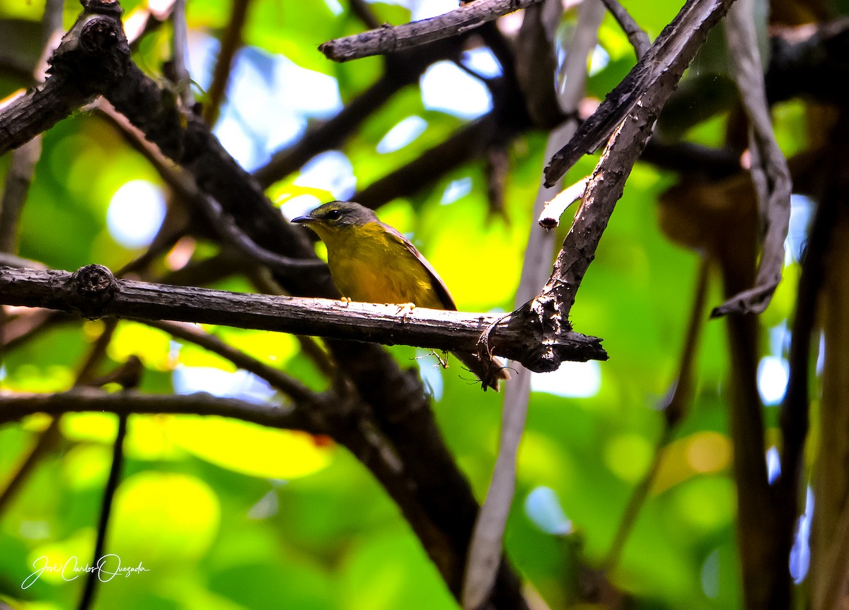 Golden-crowned Warbler - Carlos Quezada
