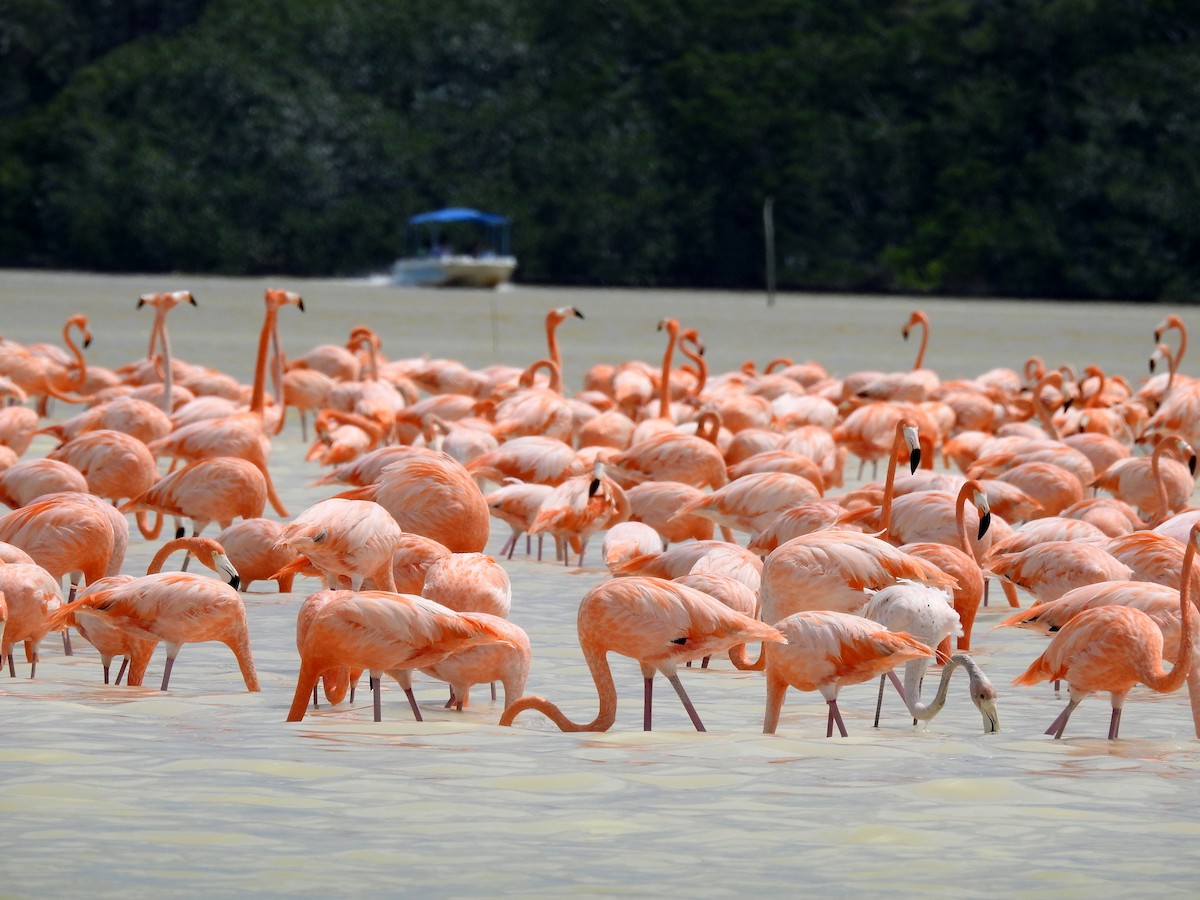 American Flamingo - Keith Brink