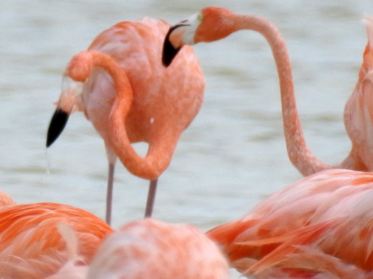 American Flamingo - Keith Brink