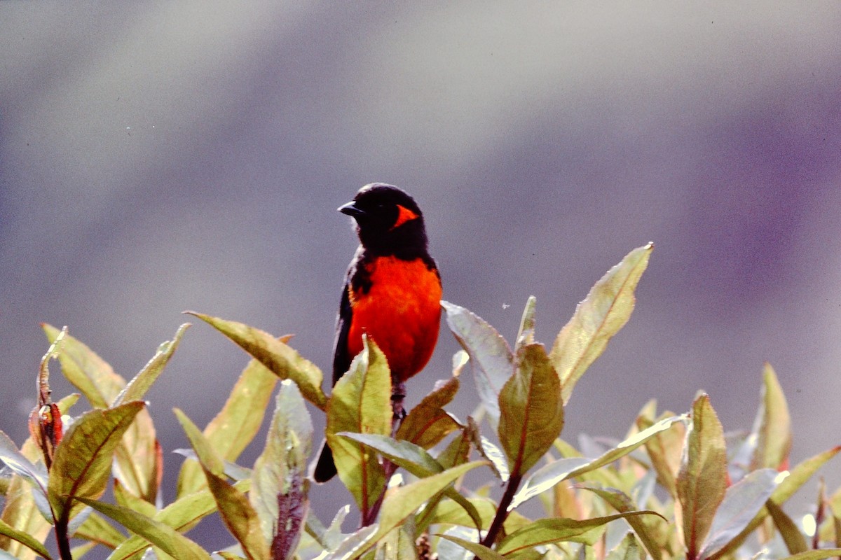 Scarlet-bellied Mountain Tanager - Scott  Connop