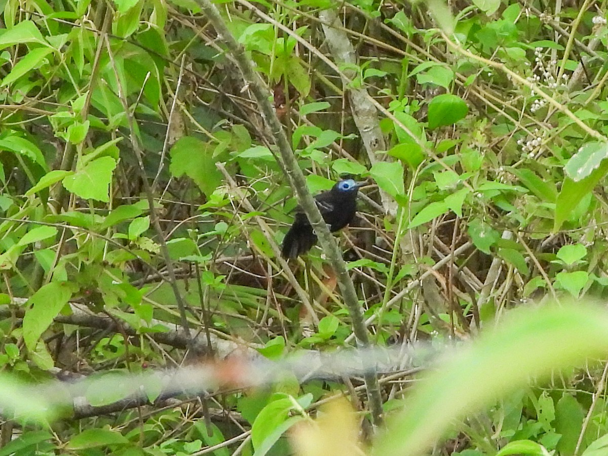 Bare-crowned Antbird - ML151681851