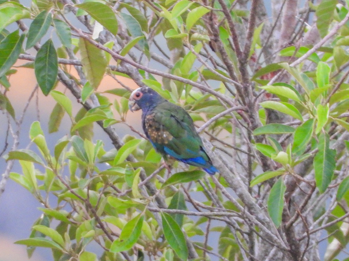 White-crowned Parrot - ML151682571