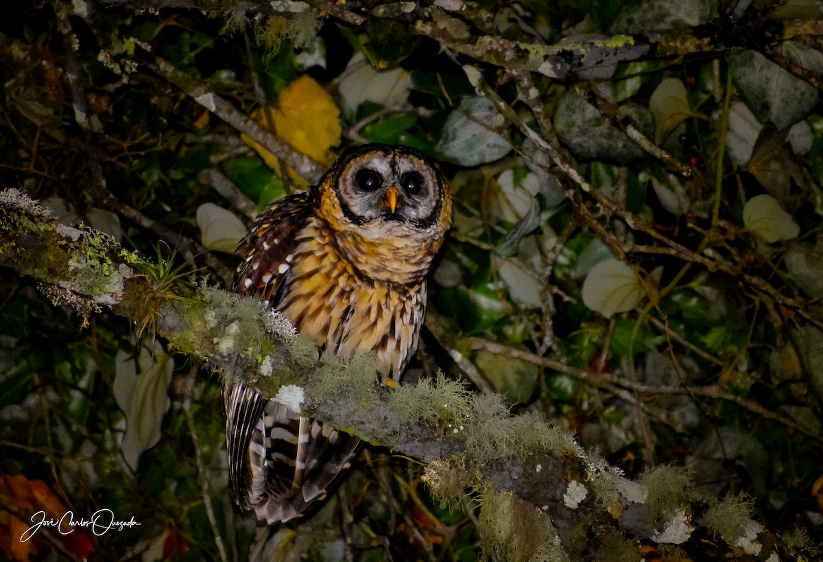 Fulvous Owl - Carlos Quezada