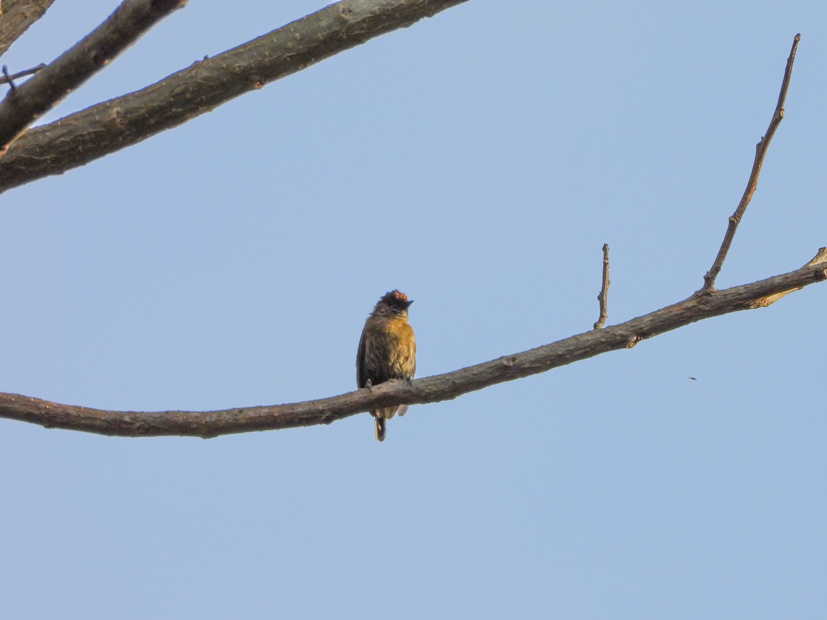 Olivaceous Piculet - ML151683921
