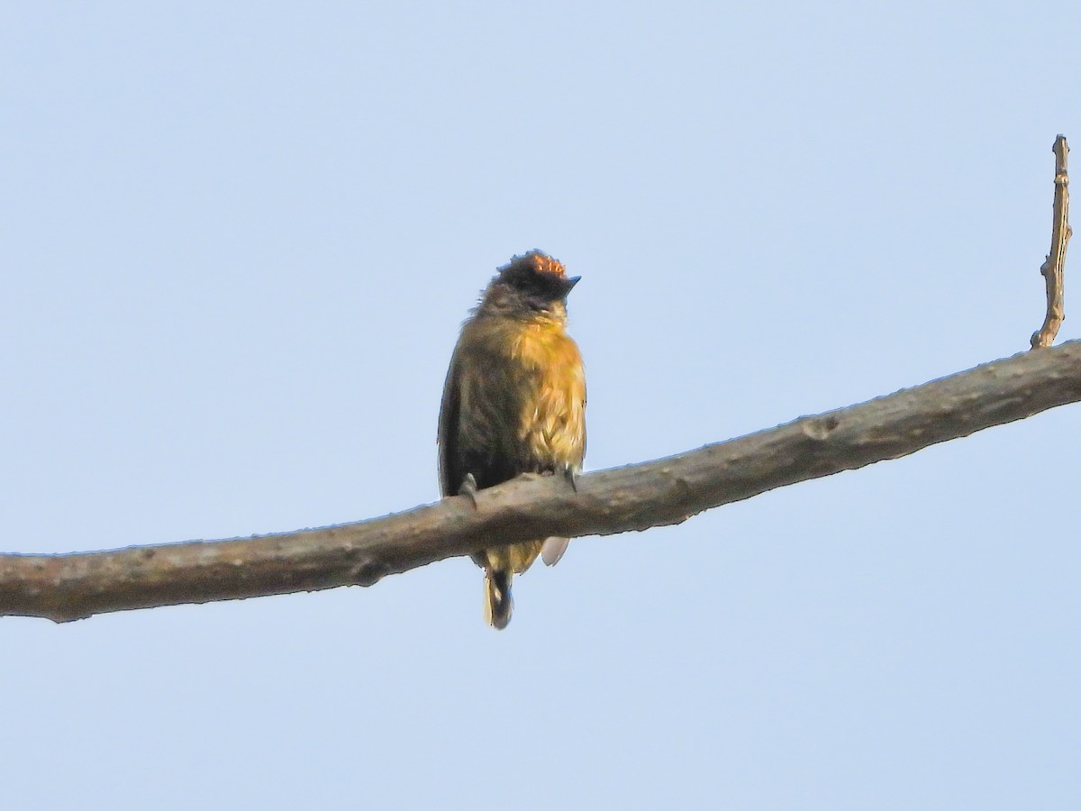 Olivaceous Piculet - ML151684151