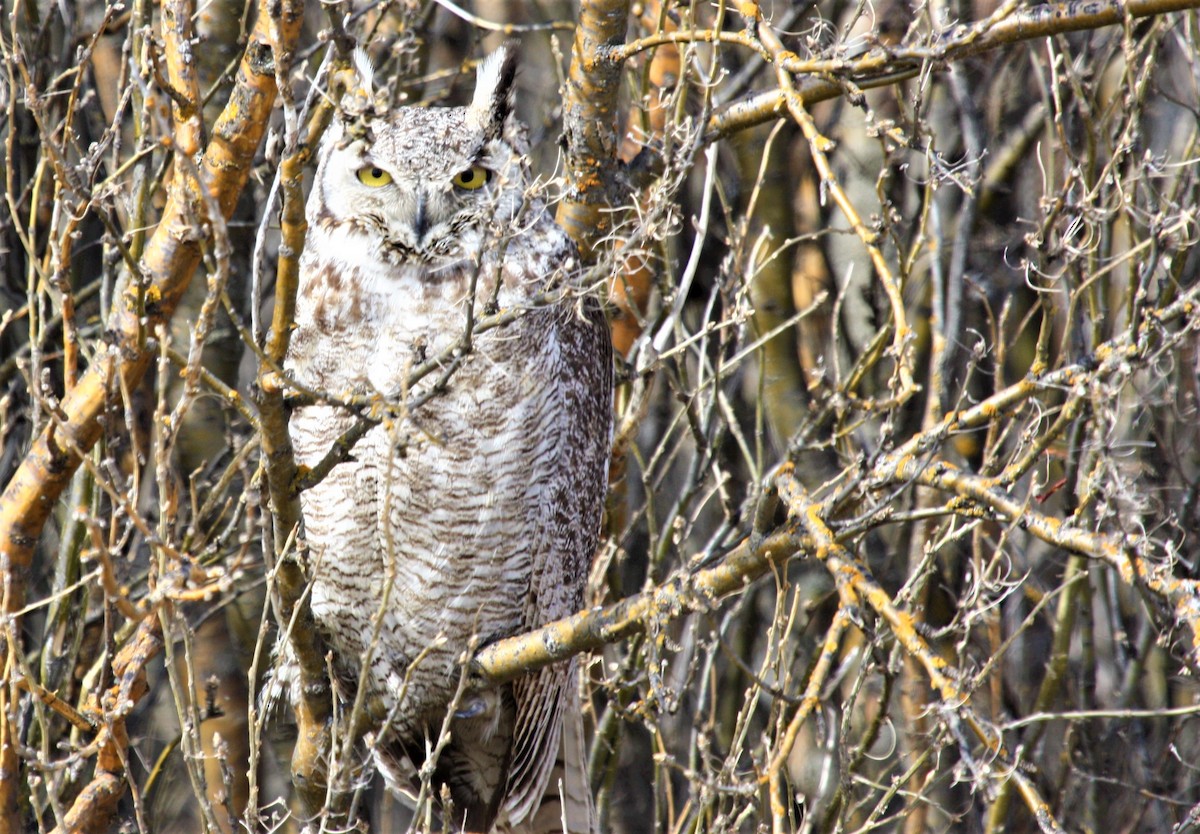 Great Horned Owl - ML151684191