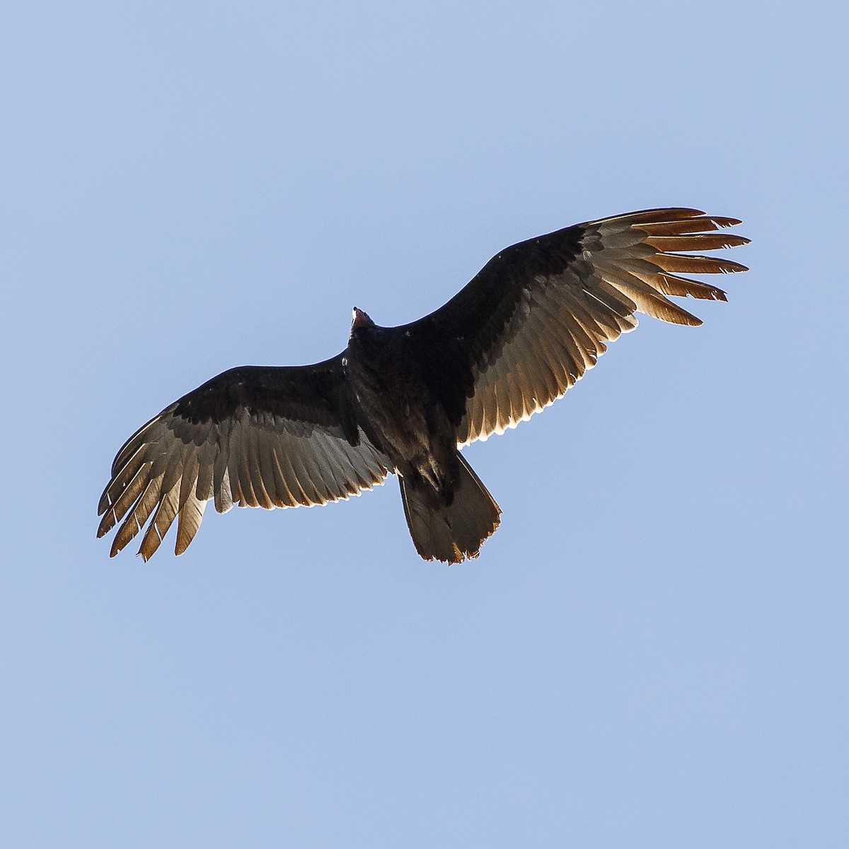 Turkey Vulture - Alan Wells