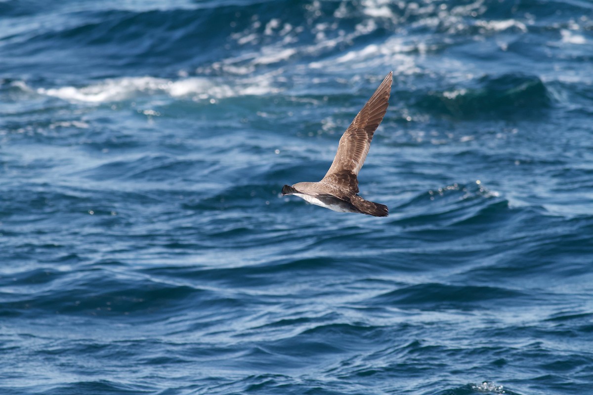 Pink-footed Shearwater - Ryan Terrill