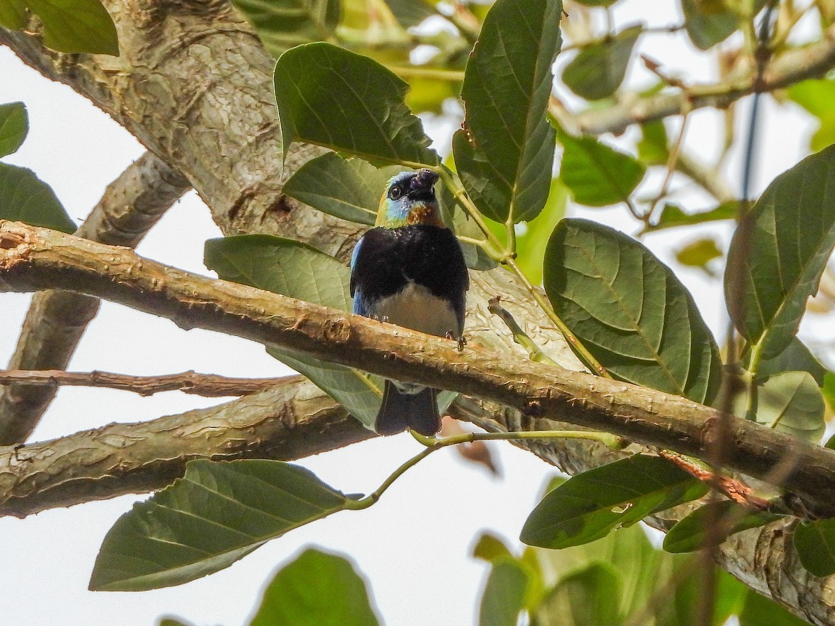 Golden-hooded Tanager - Thomas Schultz