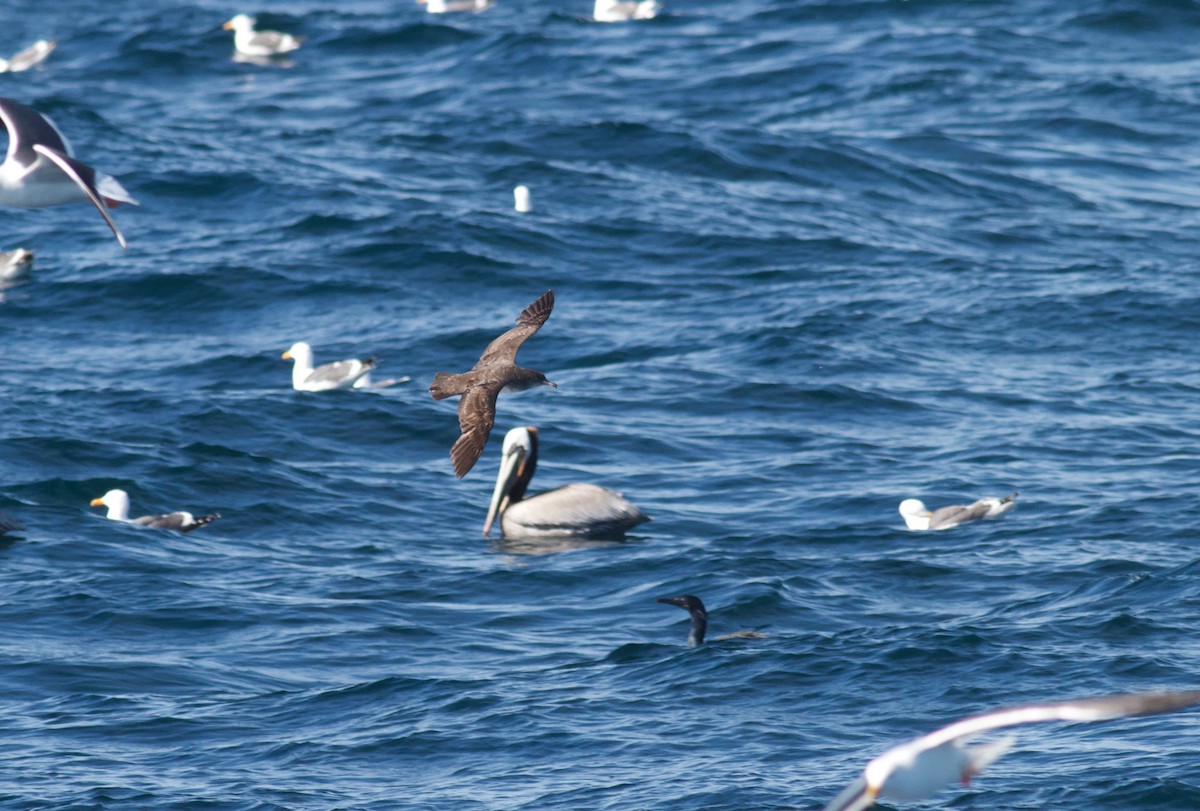 Pink-footed Shearwater - ML151684671