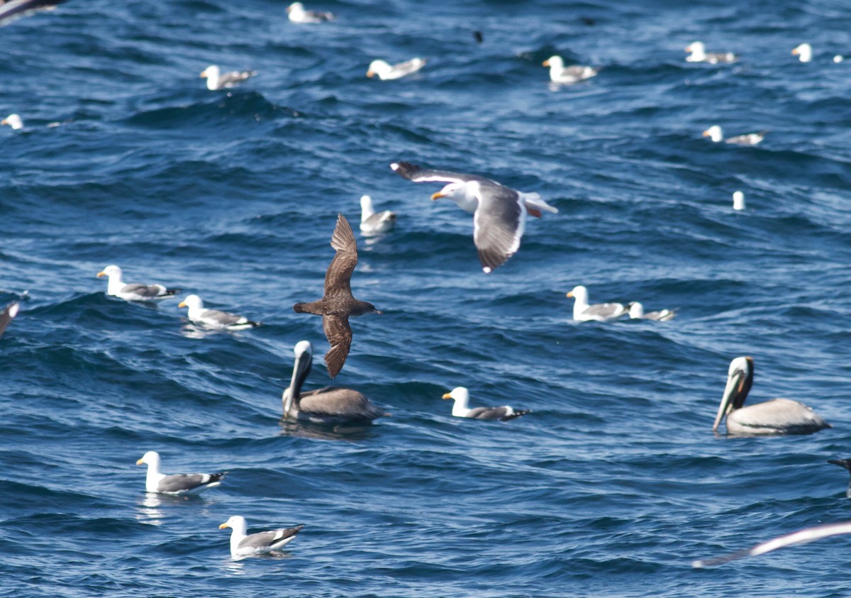 Pink-footed Shearwater - ML151684681