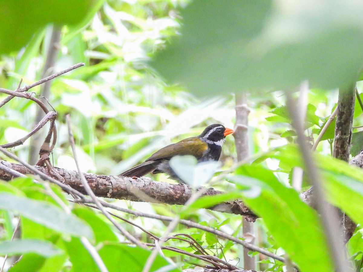 Orange-billed Sparrow - ML151684721