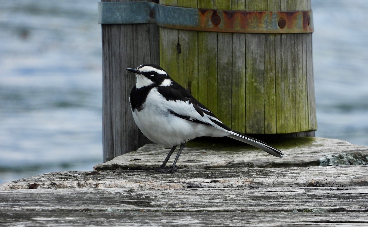 African Pied Wagtail - GARY DOUGLAS