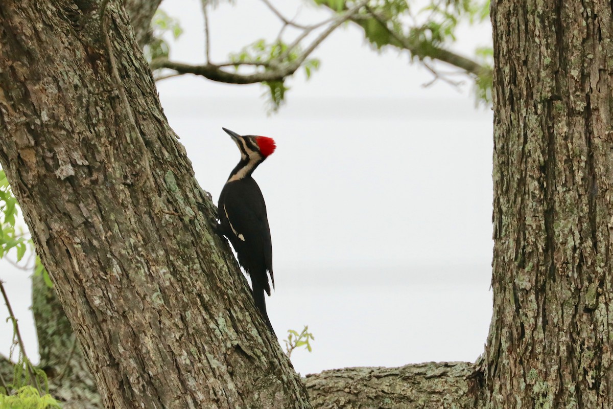 Pileated Woodpecker - Robbin Mallett