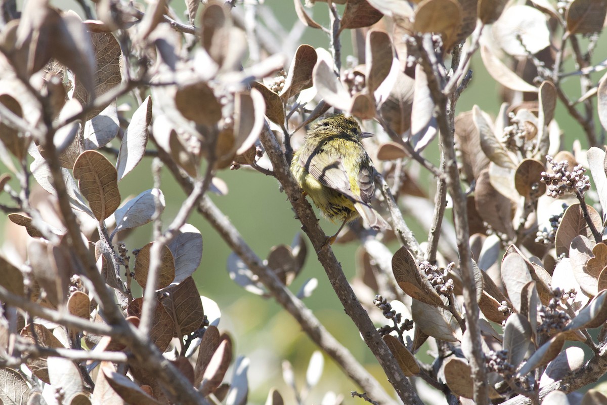 Orange-crowned Warbler (sordida) - Ryan Terrill