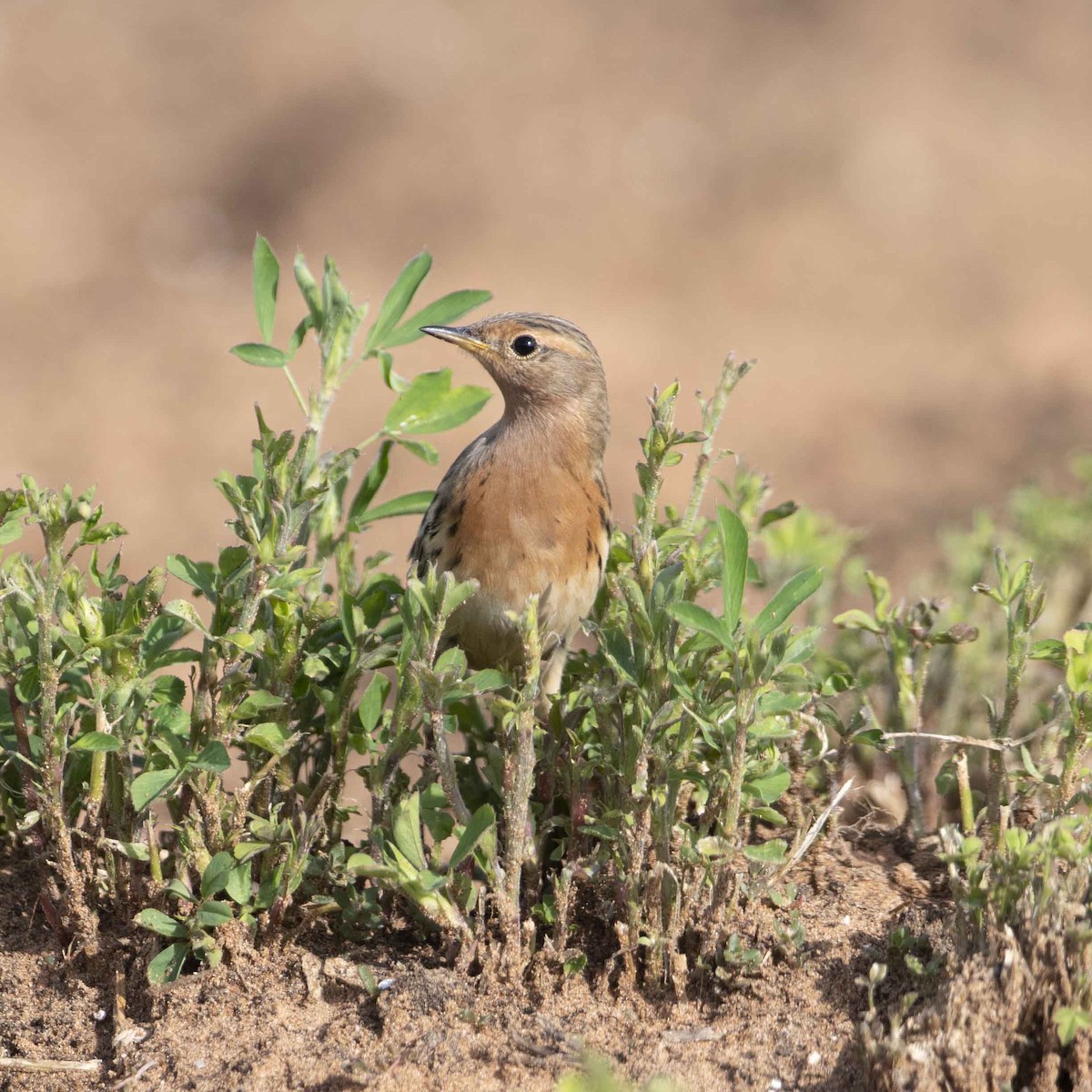 Red-throated Pipit - Huw Roberts