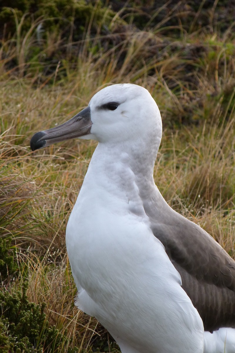 Black-browed Albatross - David Carter