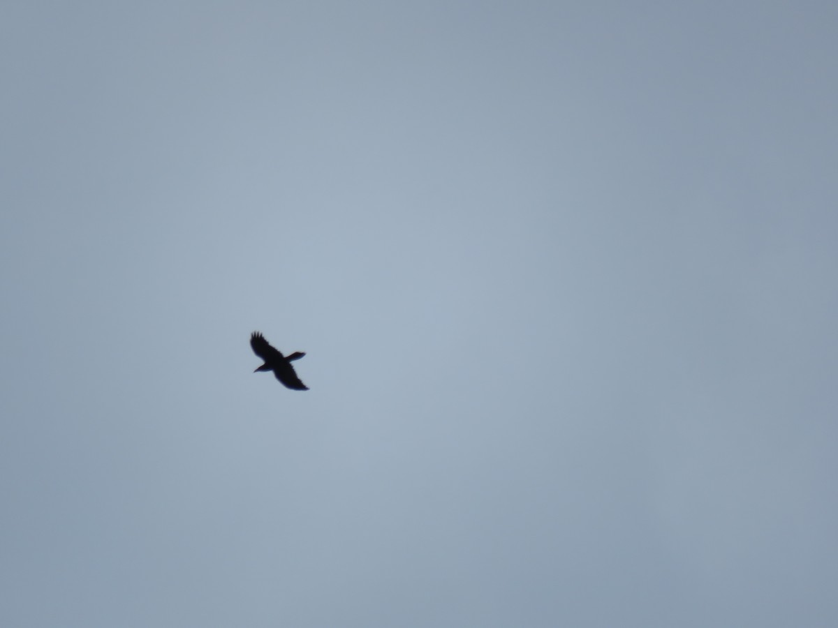 Common Raven - ML151690211