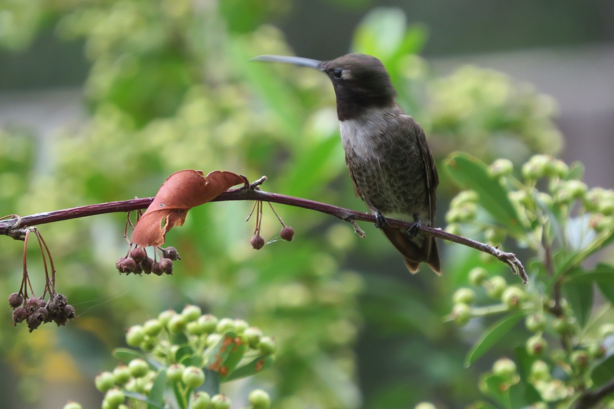 Black-chinned Hummingbird - Govind Kumar