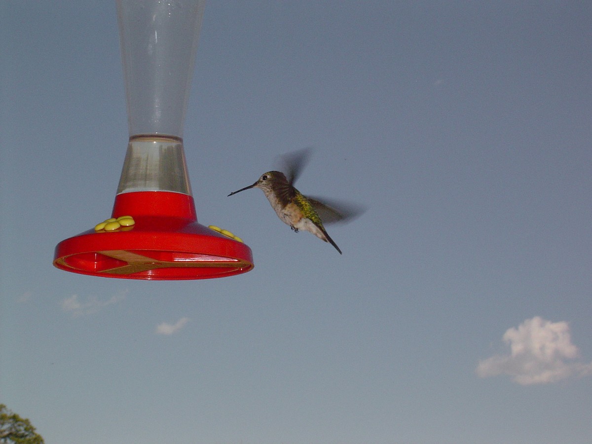 hummingbird sp. - Louise Moreno